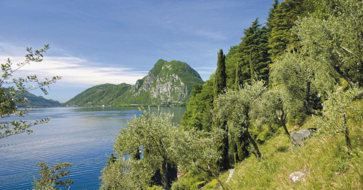 Olivenweg Gandria Castagnola