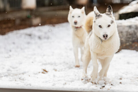 Gewinnen Sie 1x Husky-Traum für 2 Personen